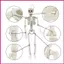 Trang trí bộ xương Halloween Toàn thân Khớp di chuyển Đồ trang trí xương Trang trí Bộ xương thực tế Trang trí cho shopidaevn