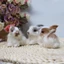 Thỏ Nhồi Bông Mini Dễ Thương Trang Trí Phòng Ngủ