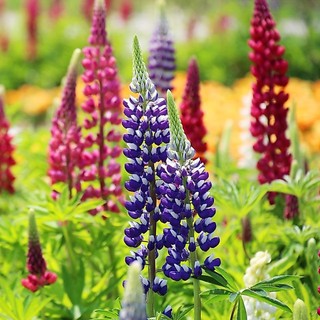 ⚡️HẠT GIỐNG HOA ĐẬU LUPIN MIX F1⚡️ TỈ LỆ NẢY MẦM TRÊN 90% HOA CỰC KÌ ĐẸP GÓI 30 HẠT