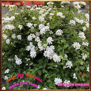 Chậu hoa ngũ sắc TRẮNG RŨ siêu hoa rất thơm dễ trồng leo hoặc rũ đều đẹp 🕰VƯỜN HOA CỔ TÍCH