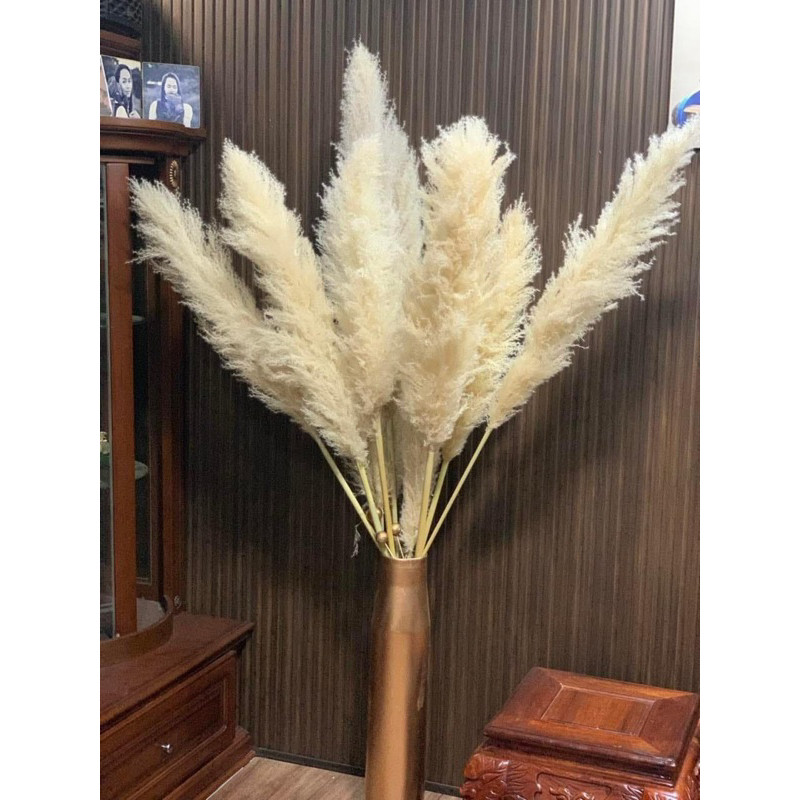 Bông lau , cành cỏ lau khô, hoa cỏ lau khô trang trí decor nhà, trang trí shop,spa,trang trí tiệc cưới sự kiện