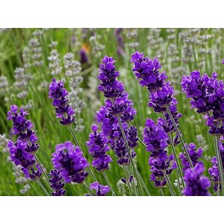 🌹HẠT GIỐNG HOA OẢI HƯƠNG🌹 HOA LAVENDER