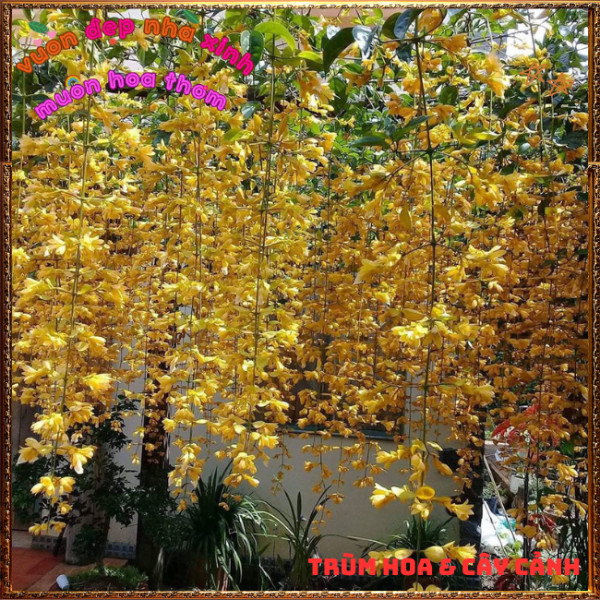 Chậu Dây Leo Lan Hoàng Dương Sắc Vàng Óng Chuỗi Ngọc Vàng Nở Quanh Năm️📣Hoa Mười Giờ Bonsai & Phụ Kiện