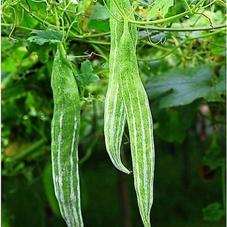 Hạt Giống Mướp Nhật Quả Dài F1, Năng Xuất Cao Sinh Trưởng Cực Khỏe Kháng Bệnh- gói 2 gam