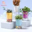 Chậu hoa thủy canh PWSEND, Chậu hoa tự tưới nước phong cách Boho trong suốt, Hình tròn hiện đại Chậu hoa sân vườn bằng nhựa tự tưới cây xanh