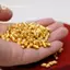 GE Luy Gold Thỏi Chúc Mặt Dây Chuyền Chai, Thỏi Vàng, Hạt Dưa, Đậu Phộng, Mini Vàng Đậu Chúc Bình Trang Trí VN