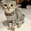 Cat Collar Pro Dây vải cao cấp khắc tên cho mèo - Pettag Mozzi