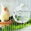 Máy cấp nước GILL Birds, Bình nước chim dung tích lớn 350ml, Máy tưới nước trong suốt chống rò rỉ có thể treo được Sử dụng trong nhà