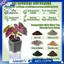 10Pack 2.5 "Chậu tưới nước nhỏ cho cây trồng trong nhà với 10 nhãn cây có mực nước và lỗ thoát nước