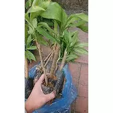 Combo 10 Cây Giống Sâm Cau Tây Bắc – Cây Khỏe, Dễ Trồng, Giá Trị Cao