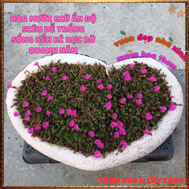 Hoa Mười Giờ Ấn Độ Siêu Phẩm Trồng Nền Ngày Nào Cũng Nở Rộn Ràng ️📩 Hoa Mười Giờ Bonsai & Phụ Kiện