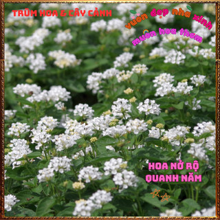 Chậu hoa ngũ sắc TRẮNG RŨ siêu hoa rất thơm dễ trồng leo hoặc rũ đều đẹp 🕰VƯỜN HOA CỔ TÍCH
