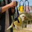 QEARY Vẹt Vest Carrier, Có Thể Điều Chỉnh Nhẹ Ngoài Trời Vẹt Dây, An Toàn Mềm Mại Chống Thoát Thoải Mái Di Động Ba Lô Huấn Luyện