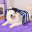 Thai| Khóa buộc Trang phục thú cưng, Thiết kế nhện với chân có thể uốn cong, Trang phục Halloween bằng vải Polyester mềm cho lễ kỷ niệm thân thiện với thú cưng
