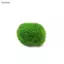 Luckyew 3-4cm Marimo Moss Balls Sống Bể Cá Thực Vật Tảo Cá Tôm Bể Trang Trí Mô Phỏng Xanh Tảo Bóng Cây Nhân Tạo TQ