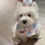 Trang trí thú cưng