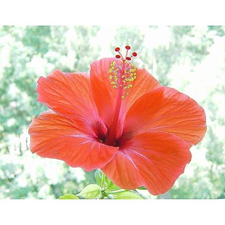 Cây Hoa Dâm Bụt Cam - Cây cảnh sân vườn