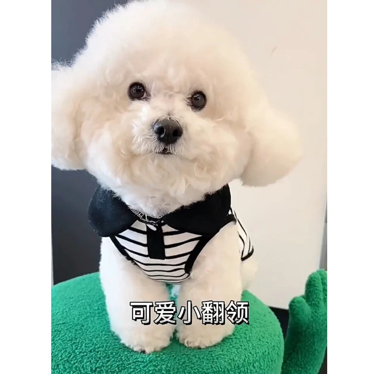 Mùa Xuân Mùa Hè Thú Cưng Áo polo Quần Áo Chó Nhỏ Thời Trang Ve Áo Phong Cách Teddy Bichon Pomeranian Quần Áo Chó