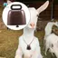 16 Chiếc Bò Ngựa Cừu Grazing Chuông Đồng Nhỏ Chuông Đồng Bò Dê Trang Trại Chuông Lớn Đường Dài Ngựa Sắt Chuông