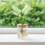 Ziyulinyuk Clear Grey Hydroponic Plastic Planter Hoa văn dương xỉ tinh tế Nắp gỗ mịn cho văn phòng tại nhà Máy tính để bàn Quà tặng trang trí VN