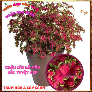Chậu Cây Lá Gấm HỒNG VIỀN XOĂN Tía Tô Cảnh Đẹp Rực Rỡ Siêu Dễ Trồng️📜 Hoa Giống Mới Siêu Đẹp, Dễ Trồng