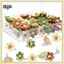 B & N Hoa Kẹp Hoa Trang Trí Nhựa Hoa Ngón Tay Cái Chân Nhiều Màu Sắc Cho Văn Phòng Trường Học Ảnh Bảng Tường DIY Trang Trí Dụng Cụ.