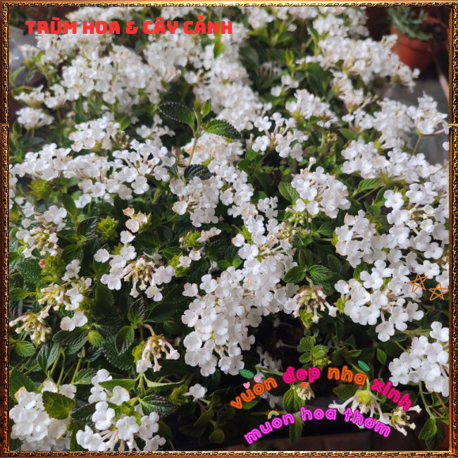 Chậu Hoa Ngũ Sắc Trắng Rũ Thơm Ngát Nở Quanh Năm Rất Dễ Trồng ️🌮Hoa Mười Giờ Bonsai & Phụ Kiện
