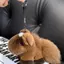 PNPIA- Rex Lông Thỏ Cung Hoàng Đạo Ngựa Móc Khóa Sang Trọng Đồ Chơi Kawaii Pony Túi Búp Bê Mặt Dây Chuyền Trang Trí Bapa Treo Quà Tặng Năm Mới