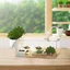 Bể Rùa AMLU, Trong Suốt Với Bể Rùa Cảnh Quan Khu Vực Basking, Bể Cá Cảnh Quan Sinh Thái Leo Núi Cho Thú Cưng Rùa Hemit Cua Nuôi Rùa
