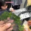 1 / 5 / 10 Cái Bưu Thiếp Cỏ Ba Lá Luy Thẻ Chúc Trong Suốt Cỏ Tự Nhiên Cho Dấu Trang