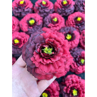 10 bông trà highlight size 8cm - hoa vải