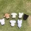 E Group Fuwa Nishimura Liang Zhenyuan Park Seung-hun Kim Sun-woo Búp bê búp bê nhỏ 10cm