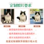 Hoạt Hình Dễ Thương Mèo Lắc Đầu Trang Trí Xe Ô Tô Tùy Chỉnh Hình Thú Cưng Của Riêng Bạn DIY Bảng Điều Khiển Trung Tâm Ô Tô Trang Trí Nội Thất Chó Giảm Căng Thẳng Bàn Acrylic Đứng Cho Văn Phòng