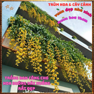 Chậu Dây Leo Lan Hoàng Dương Sắc Vàng Óng Chuỗi Ngọc Vàng Nở Quanh Năm️📬Hoa Giống Mới Siêu Đẹp, Dễ Trồng