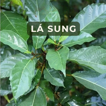 (ORGANIC) LÁ SUNG - Hỗ trợ bệnh Gan, Ung thư, Huyết áp, Tiểu đường, Trĩ, Tê thấp