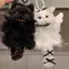 Mặt dây chuyền mèo con sang trọng Kawaii Chất liệu tự làm thủ công Paage Bé gái Đồ chơi trẻ em Quà tặng treo dễ thương EMKK