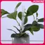 JASMINE 3 / 5 / 10 Chiếc Ống Lưu Thông Không Khí Đất Cho Cây Nhựa Bền Rễ Cây Ống Thông Gió Thoát Nước Trong Suốt s JASMINE