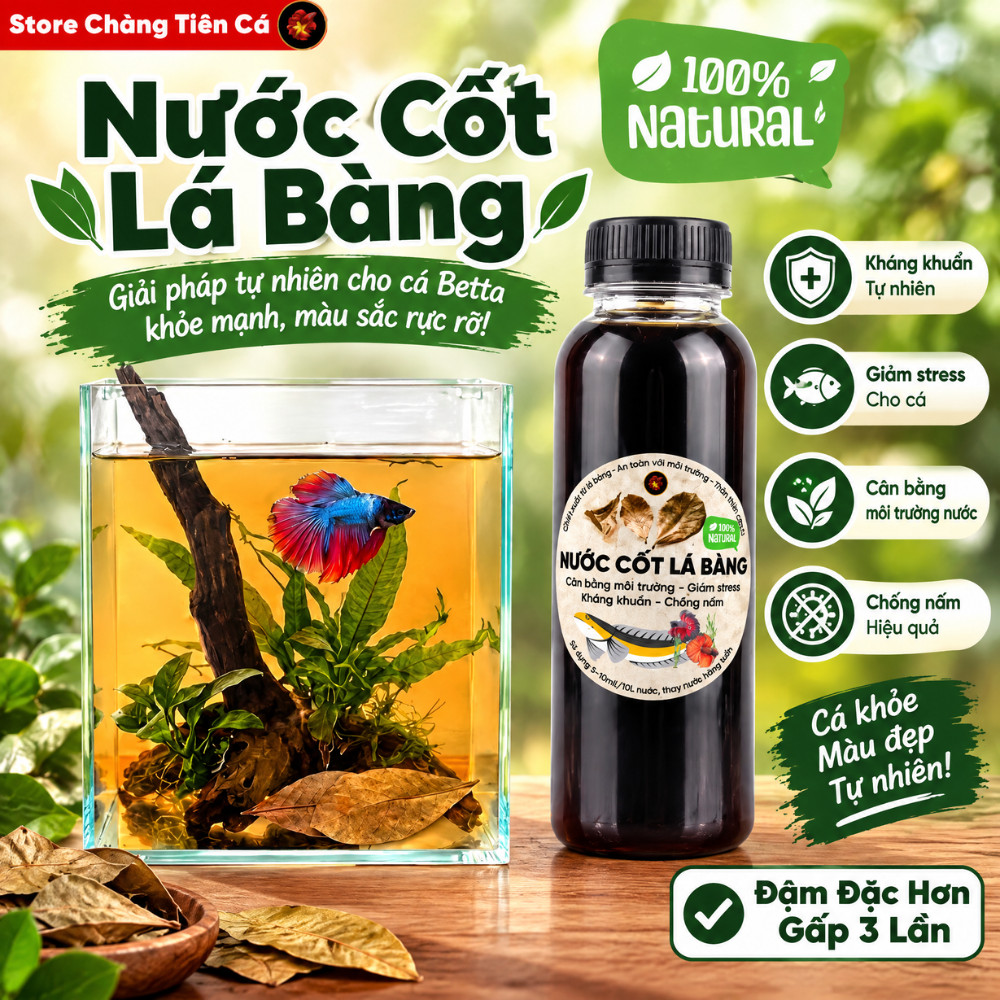 Nước Cốt Lá Bàng Đậm Đặc - Lọc Nano Siêu Trong - Dưỡng Cá Betta, Cá Lóc, Giảm Stress