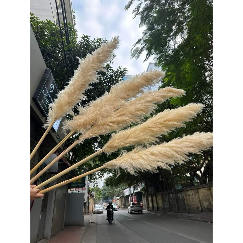 Bông lau , cành cỏ lau khô, hoa cỏ lau khô trang trí decor nhà, trang trí shop,spa,trang trí tiệc cưới sự kiện