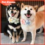 Kẹo Macaron / Thú Cưng Chó Mèo Corgi Teddy Shiba Inu Nơ Cầu Vồng Cổ Hoa Yếm Trang Sức