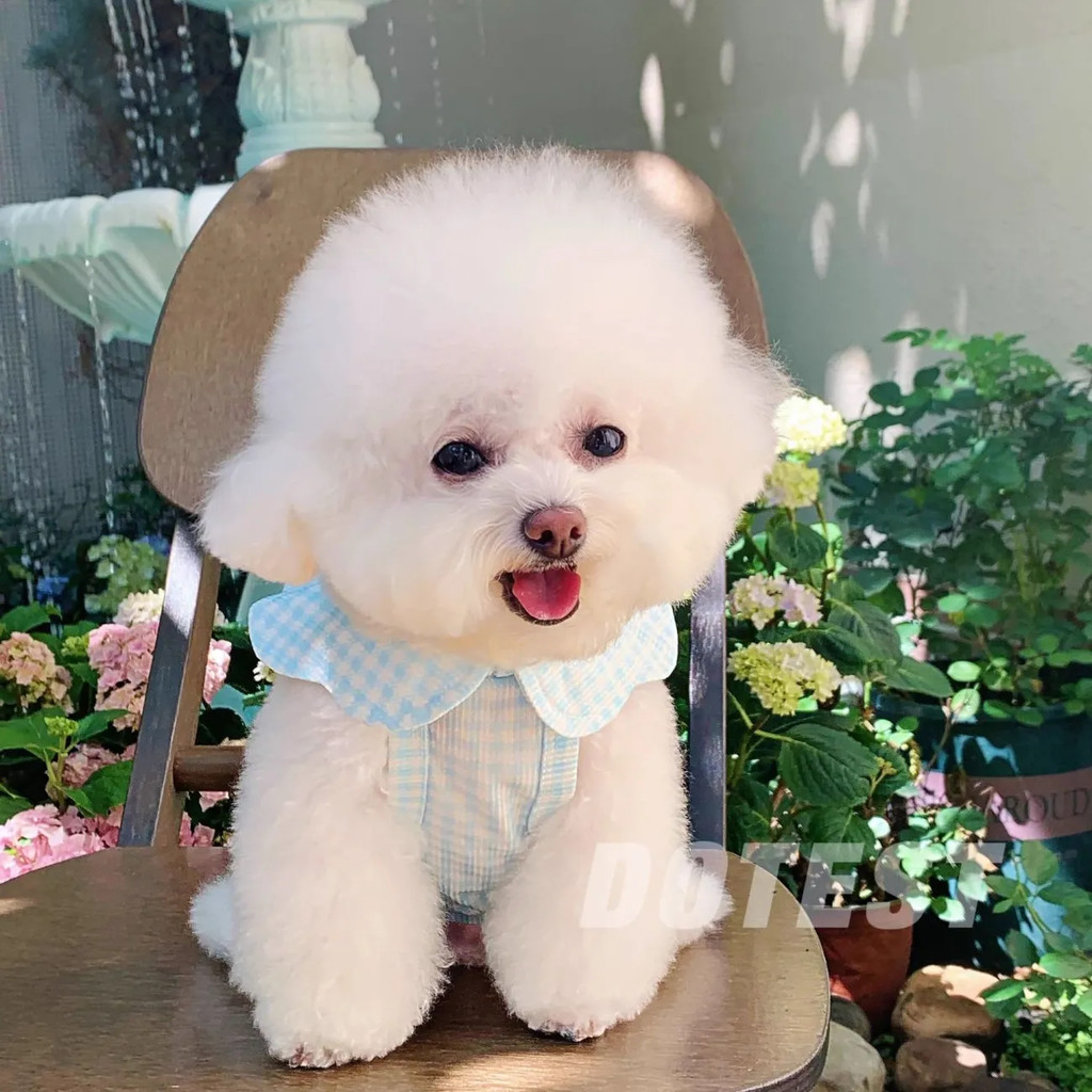 Mùa Xuân Thú Cưng Vest Chó Nhỏ Quần Áo Mèo Teddy Bichon Pomeranian Schnauzer Quần Áo Thú Cưng