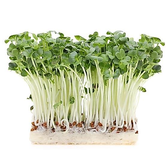 Hạt giống rau mầm củ cải trắng ăn ngon gói