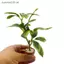Cây trồng trong chậu nhân tạo Mini thực tế SRVN có trang trí chậu đất nung cho nhà búp bê Vườn phong cảnh cổ tích Các dự án thủ công DIY.