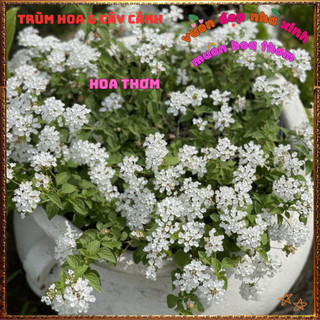 Chậu hoa ngũ sắc TRẮNG RŨ siêu hoa rất thơm dễ trồng leo hoặc rũ đều đẹp 🕰VƯỜN HOA CỔ TÍCH
