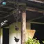 Kim Loại Chim Trên Cốc Kim Loại Mưa Dây Xích Bắt Mưa Để Gutter Mái Trang Trí Kim Loại Thoát Nước Mưa Dây Xích Downspout Dụng Cụ