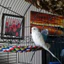 Pet Bird Vẹt Parakeet Cotton Dây Cuộn Dây Lồng Trang Trí Đứng Cá Rô Nhai Đồ Chơi