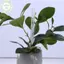 PUSKY 3 / 5 / 10 Chiếc Ống Lưu Thông Không Khí Đất Cho Cây Nhựa Bền Chân Cây Ống Thông Gió Thoát Nước Trong Suốt s VN