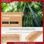 Lược Gỗ Dày Chắc Chắn Lược Răng Rộng Di Động Tạo Kiểu Massage Chống Tĩnh Điện Lược Làm Tóc Không Tay Cầm Lược Làm Tóc