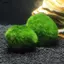 Luckyew 3-4cm Marimo Moss Balls Sống Bể Cá Thực Vật Tảo Cá Tôm Bể Trang Trí Mô Phỏng Xanh Tảo Bóng Cây Nhân Tạo TQ