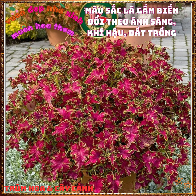 Chậu Cây Lá Gấm HỒNG VIỀN XOĂN Tía Tô Cảnh Đẹp Rực Rỡ Siêu Dễ Trồng️📩 Hoa Mười Giờ Bonsai & Phụ Kiện